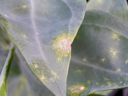 Bệnh sương mai và cách phòng trị sinh học an toàn