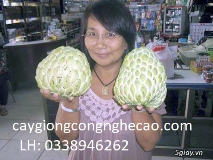 Cung cấp cây giống: Cây Na Thái