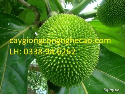 Cung cấp cây giống: Cây Sa Kê