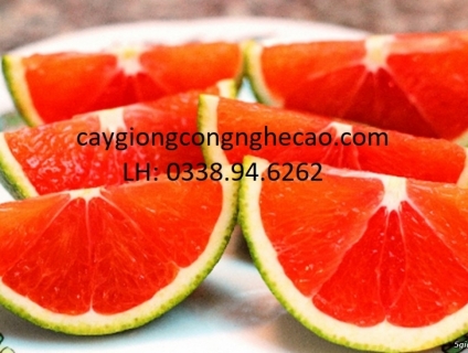 Cung cấp cây giống: Cam CARA