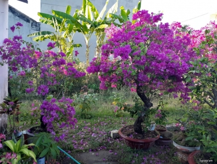 Cặp Cây Hoa Giấy Trên 15 Năm - Kèm Luôn Thùng