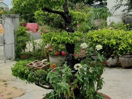 Mai Chiếu Thủy Trên 15 Năm - Kèm Luôn Thùng