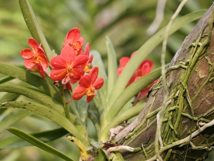 5 quy tắc chăm sóc hoa Lan cơ bản cho người mới chơi