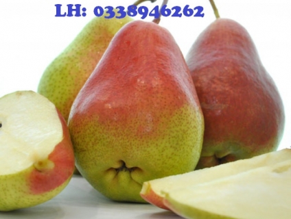 Cung cấp cây giống: Lê Đỏ Nam Phi