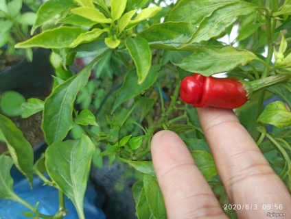 Bán hạt giống ớt peter ( ớt cu tí)