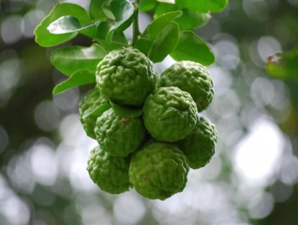 Cung cấp cây giống: Chanh Thái ( Chanh Não Người )