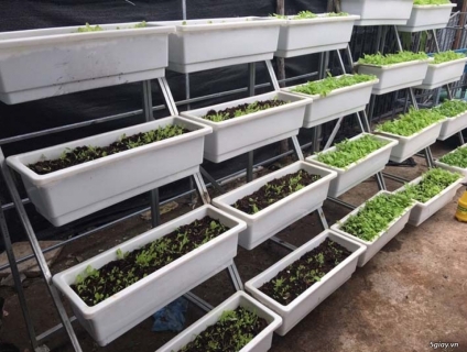 Chậu Trồng Rau Thông Minh tiết kiệm diện tích, tạo nguồn rau sạch
