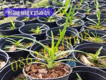 Lan Kiếm - Lan giống cấy mô | LH: 0862.060.008