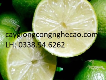 Cung cấp cây giống: Chanh Không Hạt