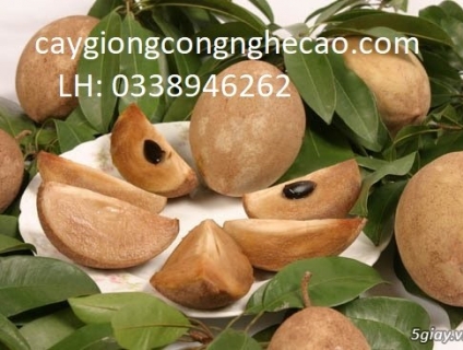 Cung cấp cây giống: Hồng Xiêm Xoài