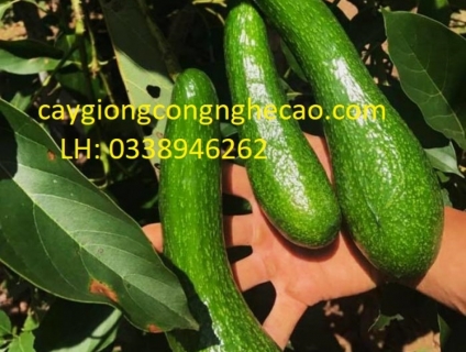 Cung cấp cây giống: Bơ 034