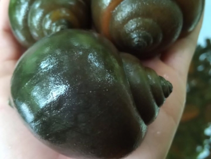 [Cần Bán] Sỉ Lẻ Ốc Bươu Đen, Ốc Nhồi cho nhà hàng, Quán Nhậu