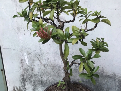 Trang hồng để bàn rất duyên dáng