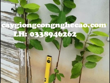 Cung cấp cây giống: Na Sầu Riêng Thái Lan