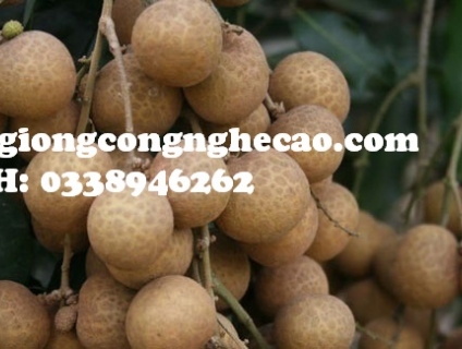 Cung cấp cây giống: Nhãn Hương Chi ( Nhãn Hưng Yên )
