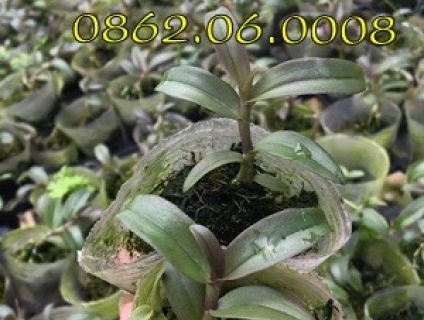 Lan Di Linh Nù Tam Bố – Lan giống cấy mô | LH: 0862.060.008