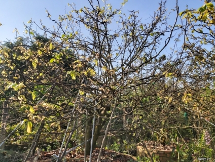 Bán Mai Vàng Tàn To