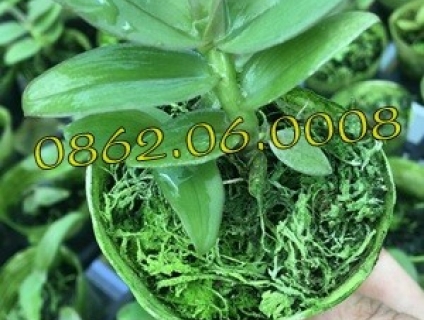 Lan Giả Hạc Thác Bay (xanh, sạch) - Lan cấy mô | LH: 0862.060.008