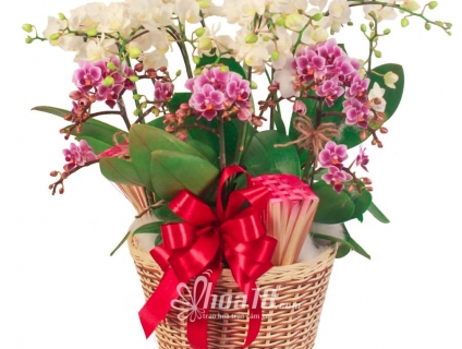 Cùng nhau“ngắm nghía” muôn loài hoa tươi quận 1