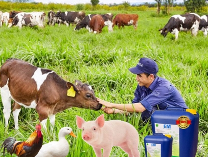 Chế phẩm sinh học EM gốc (EM1) chuyên dùng trong chăn nuôi