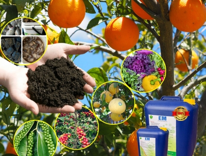 Chế phẩm sinh học EM gốc (EM1) dùng cho Trồng Trọt