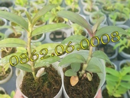 Lan Giả Hạc Cúc Phương - Lan cấy mô | LH: 0862.060.008