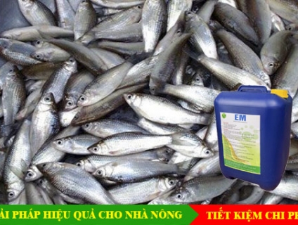 Ứng dụng chế phẩm EM gốc ủ phân cá bón cho cây trồng