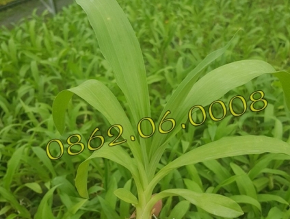 Lan Thiên Nga - Lan cấy mô | LH: 0862.060.008