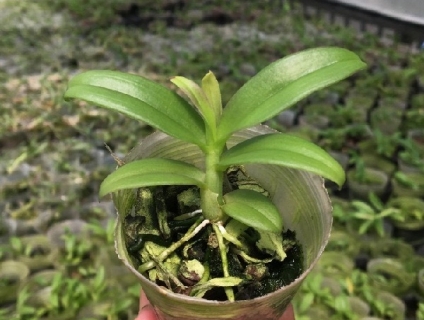 Lan Trầm Tím Điện Biên  giống