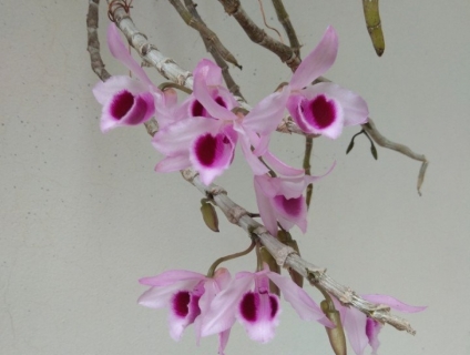 Bán Kie lan phi điệp