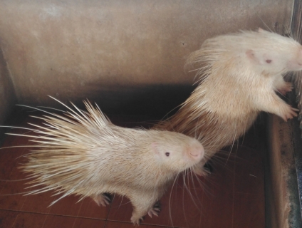 BÁN NHÍM BẠCH TẠNG MẮT ĐỎ (QUÝ HIẾM) - BÌNH PHƯỚC