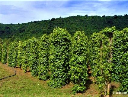 Các Kênh Truyền Thông Du Lịch Phú Quốc - Phòng Vé Giao Đệ