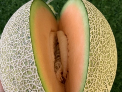 Dưa Lưới Hữu Cơ (Organic Cantaloup) - 95k/kg