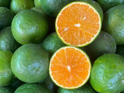 MUA BÁN CAM SÀNH VĨNH LONG