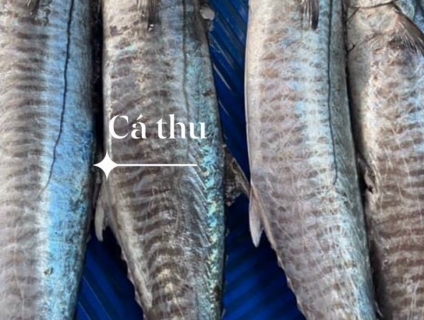 Chuyên Cung Cấp Hải Tươi Sống Giá Tốt Cho Mùa Dịch