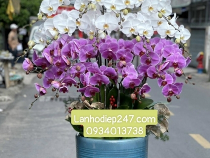 Shop Lan Hồ Điệp TPHCM chuyên các mẫu Lan cao cấp uy tín Sài Gòn