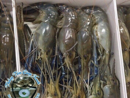 TÔM CÀNG XANH MUA Ở ĐÂU GIÁ SỈ LẺ TẠI HẢI PHÒNG VÀ HÀ NỘI