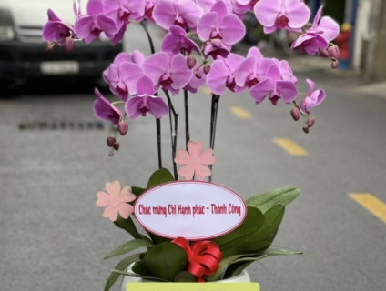 Đặt hoa khai trương bằng lan hồ điệp cao cấp được ưa chuộng hiện nay
