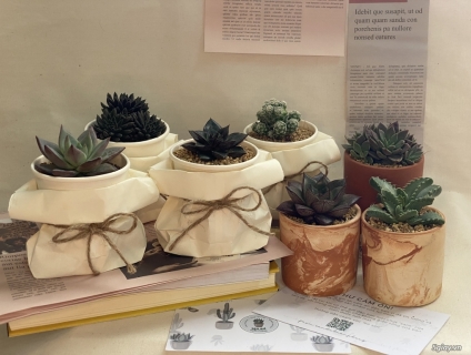 Chuyên Cung Cấp Sỉ Lẻ Các Loại Sen Đá Gía Siêu Rẻ - chỉ 10k/1 chậu.