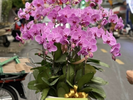 Shop hoa lan đẹp cao cấp nhất Sài Gòn chuyên Lan Hồ Điệp VIP
