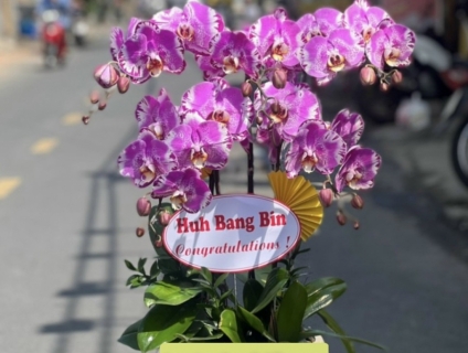 Địa chỉ bán Lan Hồ Điệp đẹp cao cấp số 1 tphcm - Hoatuoi247.com.vn