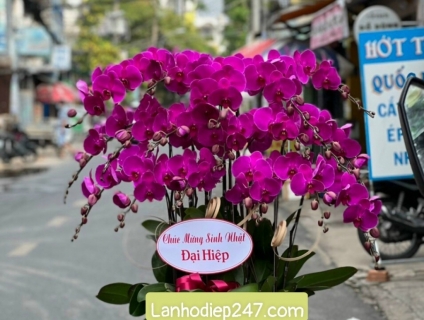 Địa điểm mua Lan Hồ Điệp cao cấp số 1 Sài Gòn - Hoa Lan 247 TPHCM