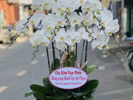 Bộ sưu tập Lan Hồ Điệp cao cấp mừng tân gia khai trương