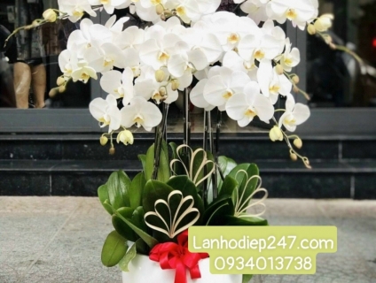 Dịch cụ điện hoa uy tín số 1 tphcm chuyên Lan Hồ Điệp cao cấp