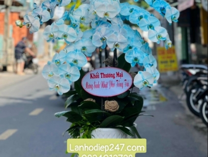 Shop Hoa Lan Hồ Điệp đẹp uy tín chất lượng số 1 tphcm - Hoa Lan 247