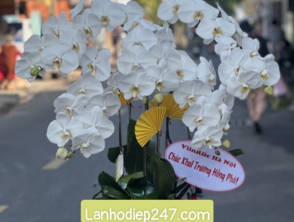 Những chậu hoa lan đẹp sang trọng nhất dành tặng khai trương tân gia