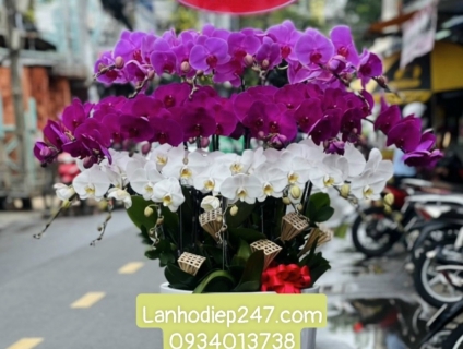 Hoa mừng tân gia bằng Lan Hồ Điệp là món quà đẳng cấp sang trọng số 1