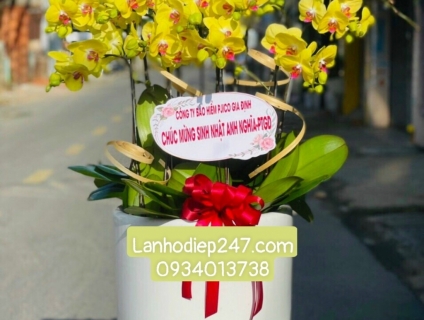 Nơi cung cấp Lan Hồ Điệp cao cấp nhất Sài Gòn - Shop hoa 247 tphcm