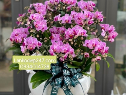 Nhắc đến Lan Hồ Điệp cao cấp, nhớ tới Hoa Tươi 247 Sài Gòn 0934013738