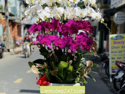 Shop hoa chuyên Lan Hồ Điệp cao cấp uy tín số 1 TPHCM - Hoa Lan 247 SG